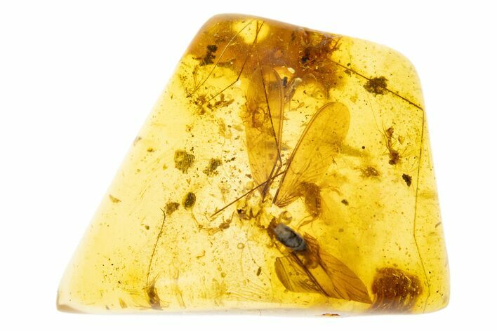 Polished Colombian Copal ( g) - Contains Insects! #304250